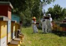 SAG llama a apicultores/as a registrarse en SIPEC Apícola para proteger a las abejas