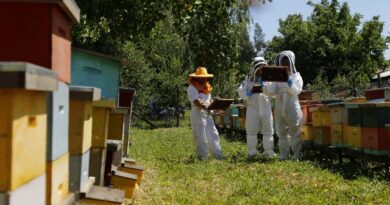 SAG llama a apicultores/as a registrarse en SIPEC Apícola para proteger a las abejas
