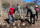 Restauración ecológica en Chile: hacia un modelo que integra ciencia, valores culturales y comunidades locales
