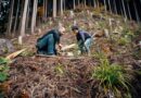 Sequía, incendios y calor extremo: así sienten los chilenos el cambio climático según nuevo estudio