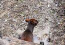 Dalcahue refuerza su compromiso con la protección del pudú y la biodiversidad local