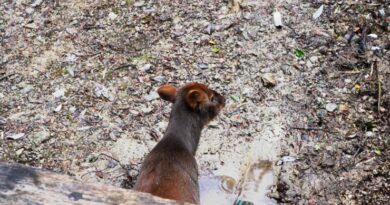 Dalcahue refuerza su compromiso con la protección del pudú y la biodiversidad local