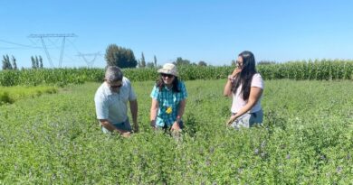 INIA evalúa riego subterráneo en alfalfa en el centro sur de Chile