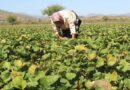 Finaliza primera etapa de ensayo que busca alargar la vida útil de frutillas
