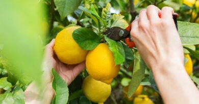 Encuentro internacional aborda los principales desafíos en la producción de cítricos