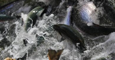 Condenan a empresa salmonera al pago de una multa millonaria y suspensión de operaciones