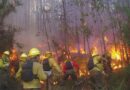 CONAF Región de Los Lagos abrió postulación para ser brigadista