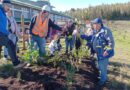Inician proyecto de arborización en hospitales interculturales en la provincia de Osorno