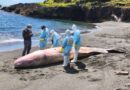 Realizan necropsia a cachalote que varó en isla Cochinos