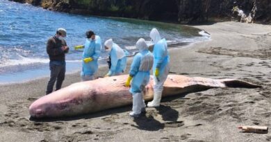 Realizan necropsia a cachalote que varó en isla Cochinos