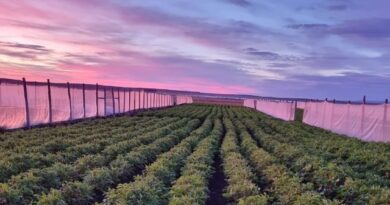 El renacer del Sur de Chile de la mano de uno de sus alimentos más nobles: La papa