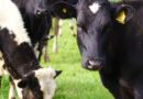 Antes del 31 de diciembre: SAG Los Lagos recuerda actualizar la Declaración de Existencia Animal