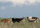 Seminario regional sobre perros, ganadería y biodiversidad se realizará este jueves en Purranque