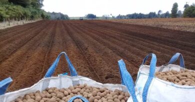 Productores/as de papa tienen plazo hasta fin de año para registrar sus cultivos en el SAG