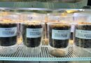 Proponen solución biotecnológica para restaurar turberas en Chile