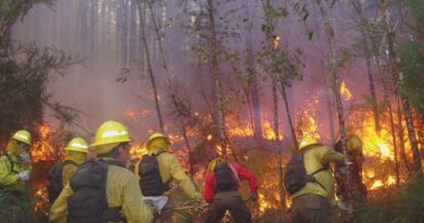 CONAF Los Lagos convoca a postular a brigadista forestal