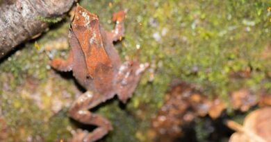 Especialistas monitorean el canto de la ranita de Darwin para evaluar su estado de conservación