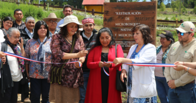 Inauguran dos proyectos de arborización comunitaria en hospitales interculturales de Los Lagos