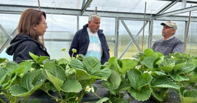 En la región de Los Lagos: El riego tecnificado ha mejorado la producción de más de 700 agricultores y agricultoras