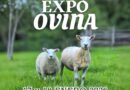 “Expo Ovina” dará inicio a la nueva temporada de fiestas costumbristas 2026 en la comuna de Chonchi.