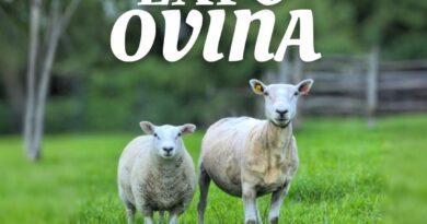 “Expo Ovina” dará inicio a la nueva temporada de fiestas costumbristas 2026 en la comuna de Chonchi.
