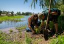 GORE O’Higgins, UOH y municipios ponen en marcha restauración ecológica de humedales con plantas nativas