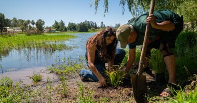 GORE O’Higgins, UOH y municipios ponen en marcha restauración ecológica de humedales con plantas nativas