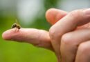 Picaduras de abejas y avispas en verano: Cómo reconocer si se trata de una reacción alérgica grave