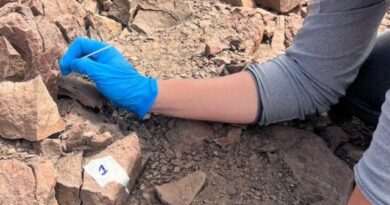 PUCV lidera innovadora investigación para conservar cactus endémico de Chile mediante bacterias benéficas