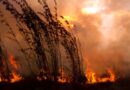 Incendios forestales: advierten urgencia de planificación territorial ante un escenario que se repite