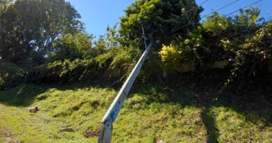Caída de árbol provoca interrupciones eléctricas en Osorno y San Pablo: Saesa repone el servicio de manera progresiva