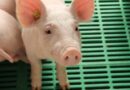 Investigación evalúa uso de música como herramienta innovadora para bienestar de cerdos en sistemas productivos