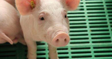 Investigación evalúa uso de música como herramienta innovadora para bienestar de cerdos en sistemas productivos