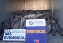 Incautan casi 3 toneladas de bacalao de profundidad en Anahuac