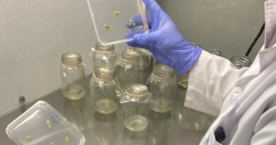 Investigador UOH apunta a desarrollar cultivos más resilientes frente al estrés biótico y abiótico