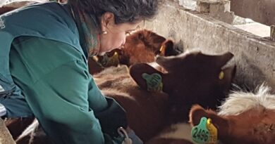 Declaración de Existencia Animal (DEA) 2025 alcanza cifras históricas en bovinos en la región de Los Lagos