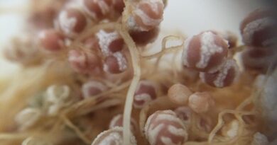 Buscan solución biológica para recuperar suelos salinizados