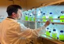 Con IA mejoran bioprocesos de microalgas con gran aplicación en la industria