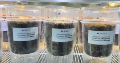 Proponen solución biotecnológica para restaurar turberas en Chile