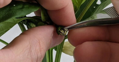 Tecnología chilena busca revolucionar el control de calidad en la producción de semillas