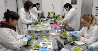 Resultados de postcosecha evaluarán si uva de mesa con menos agua mantiene su calidad